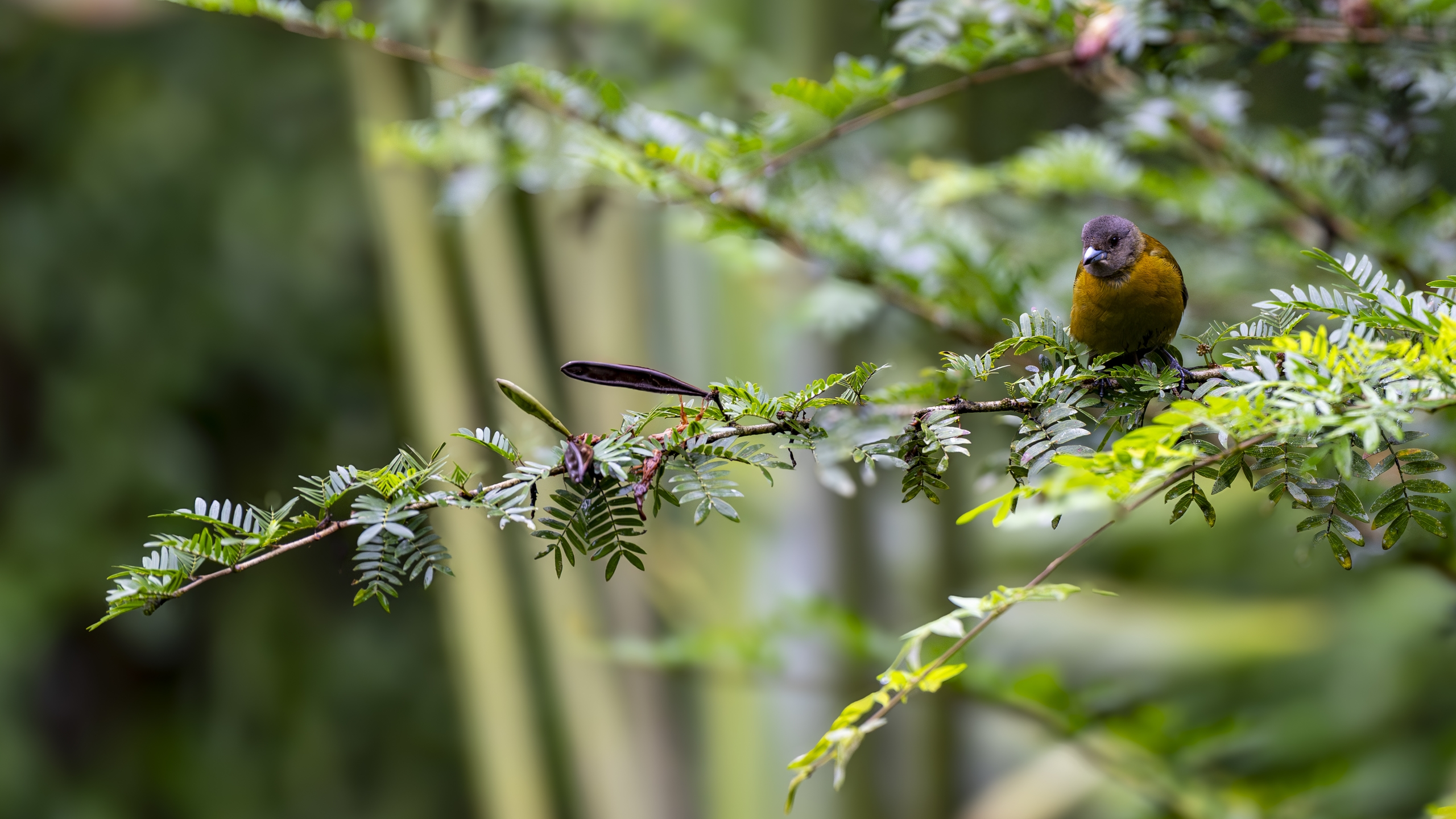 Kirsch- oder Cherrietangare - Ramphocelus passerinii costaricensis - Scarlet-rumped Tanager (costaricensis) - Tangara Costarricense